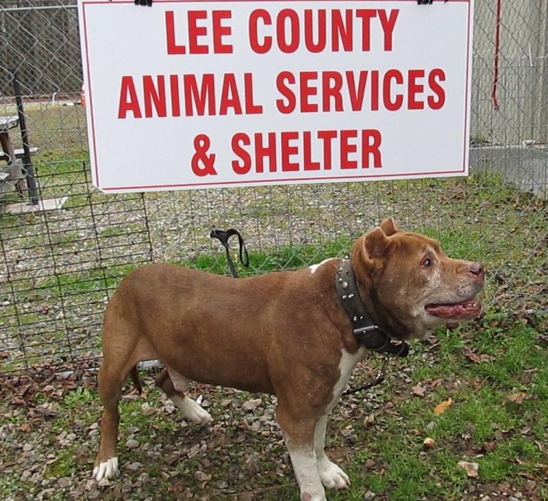 Lee County Animal Services Adoption Search Results