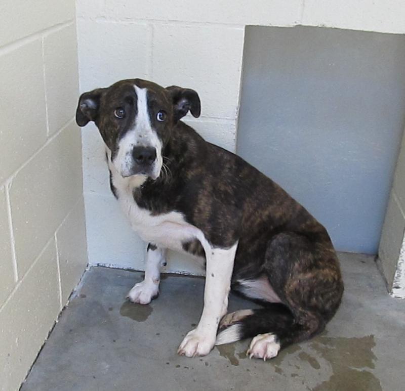 Lee County Animal Services Adoption Search Results