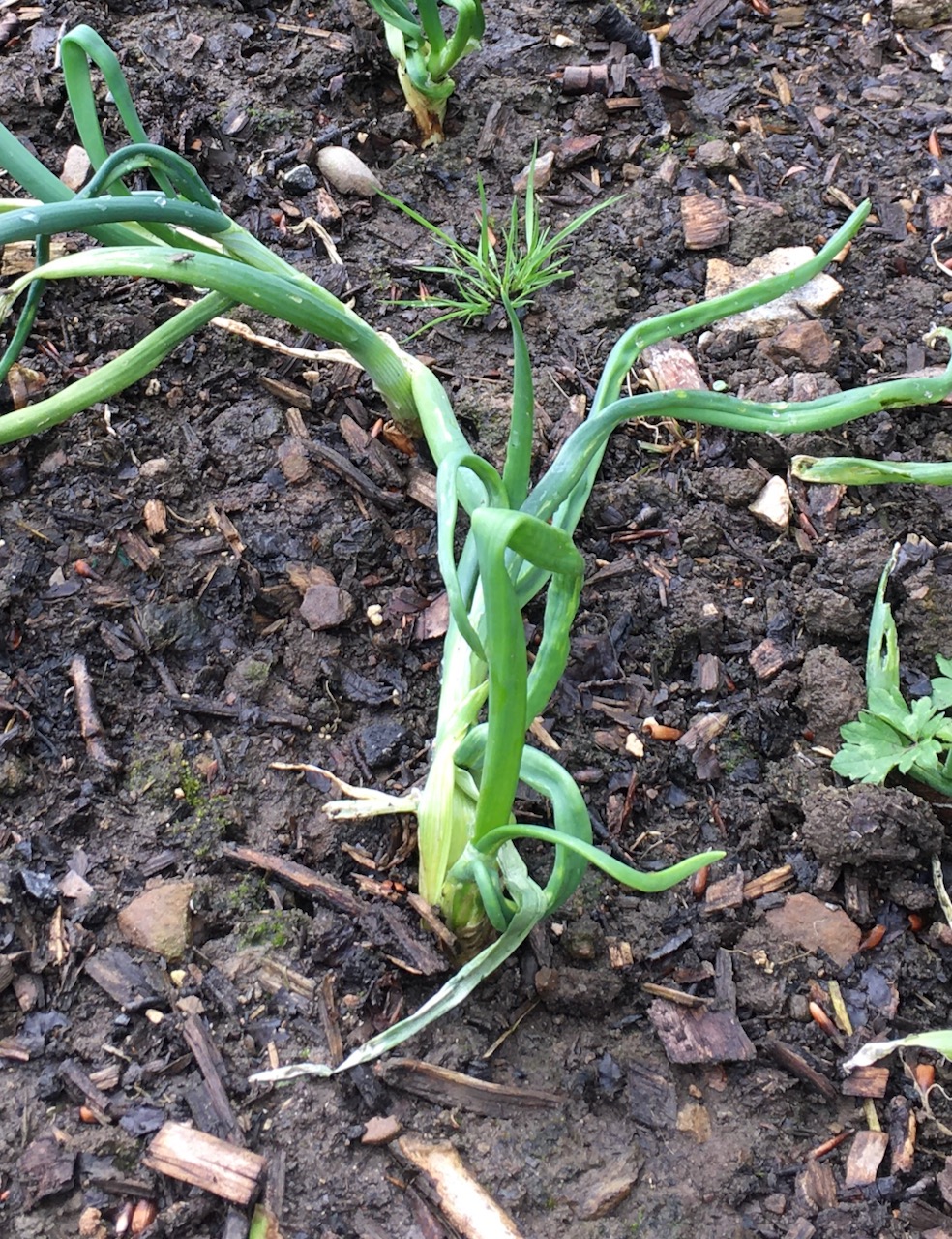 Allium Leaf Miner LAF