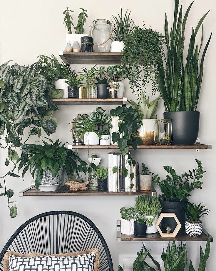 Health Benefits of Indoor House Plants Leedy Interiors