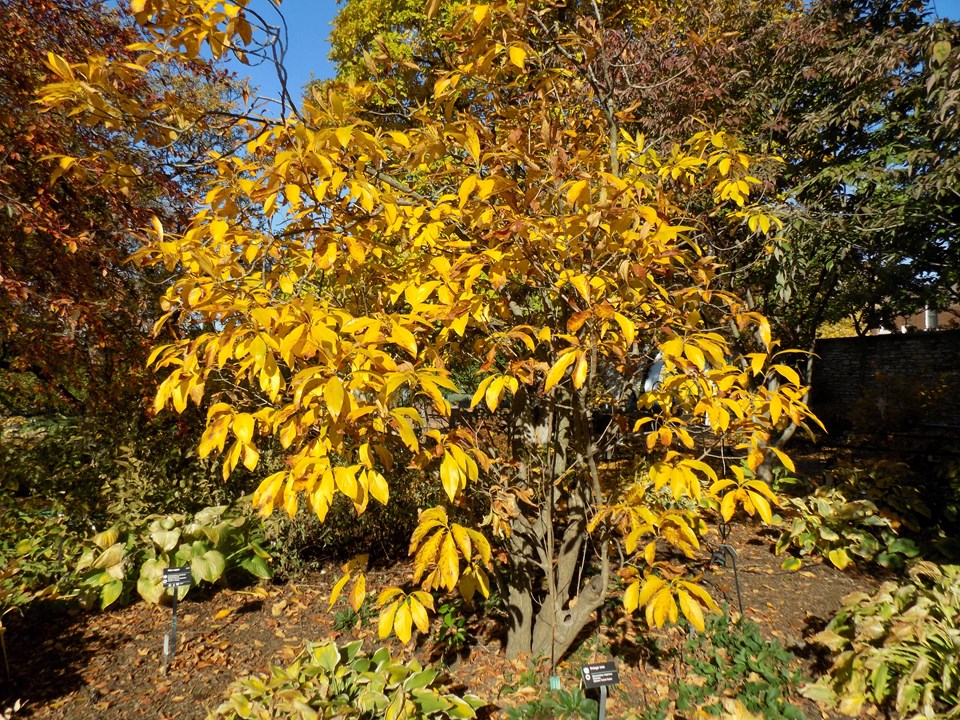 LeeFee Market Organic White Fringe Tree (Chionanthus virginicus)