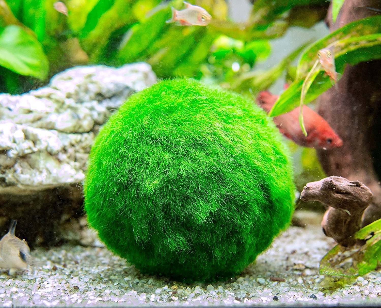 6 Marimo Moss Ball Variety Pack 4 Different Sizes of Premium Quality