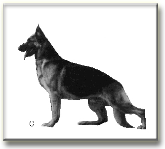 American German Shepherd Vs German German Shepherd
