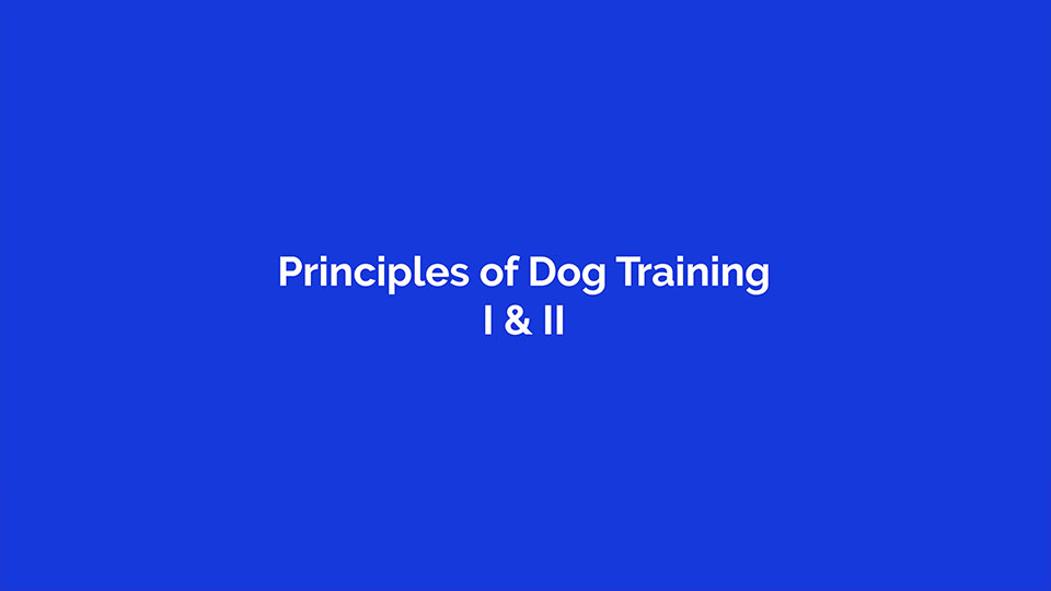 Leerburg Dog training gear, online courses, training videos, and more