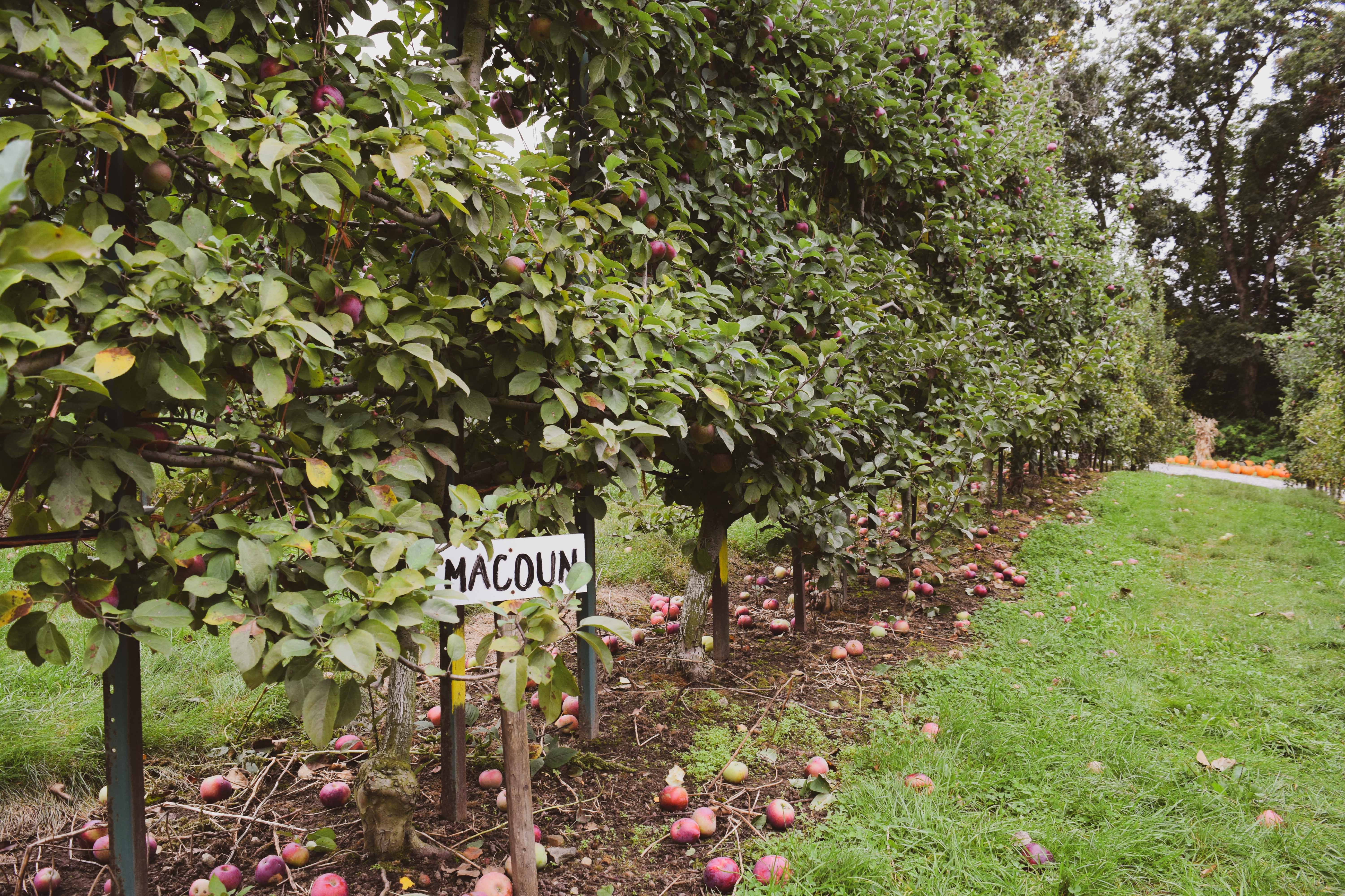 We Took a Trip to Old Stone Orchard If you love food, you'll love us