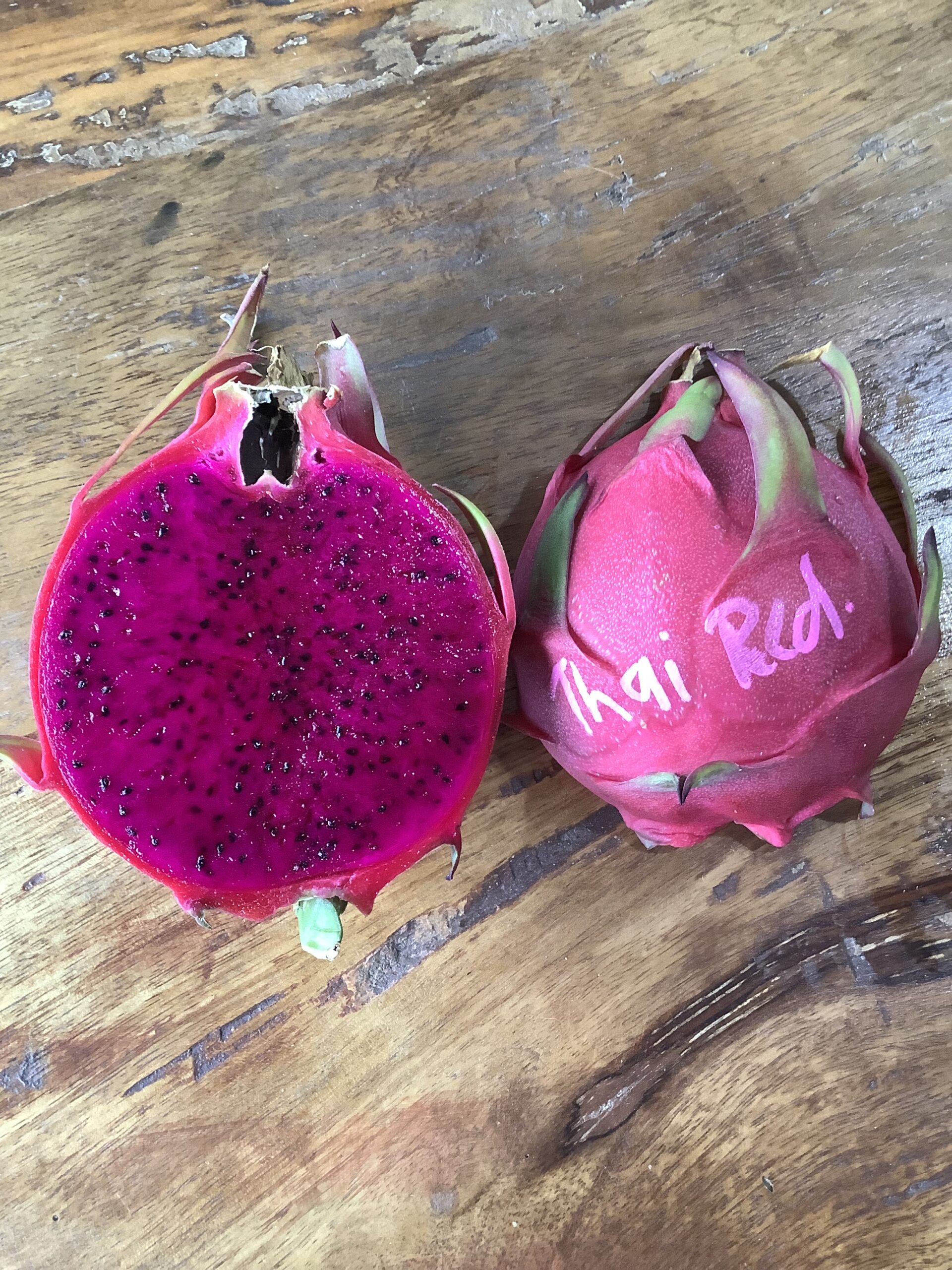 Thai Red Cutting Lee's Dragonfruit Plantation