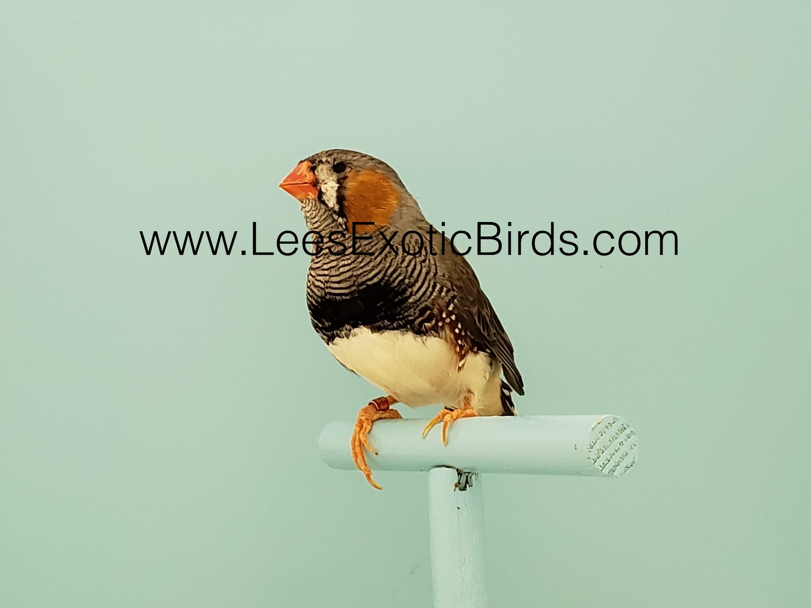 Zebra Finch English Reg./ White Lee's Exotic Birds