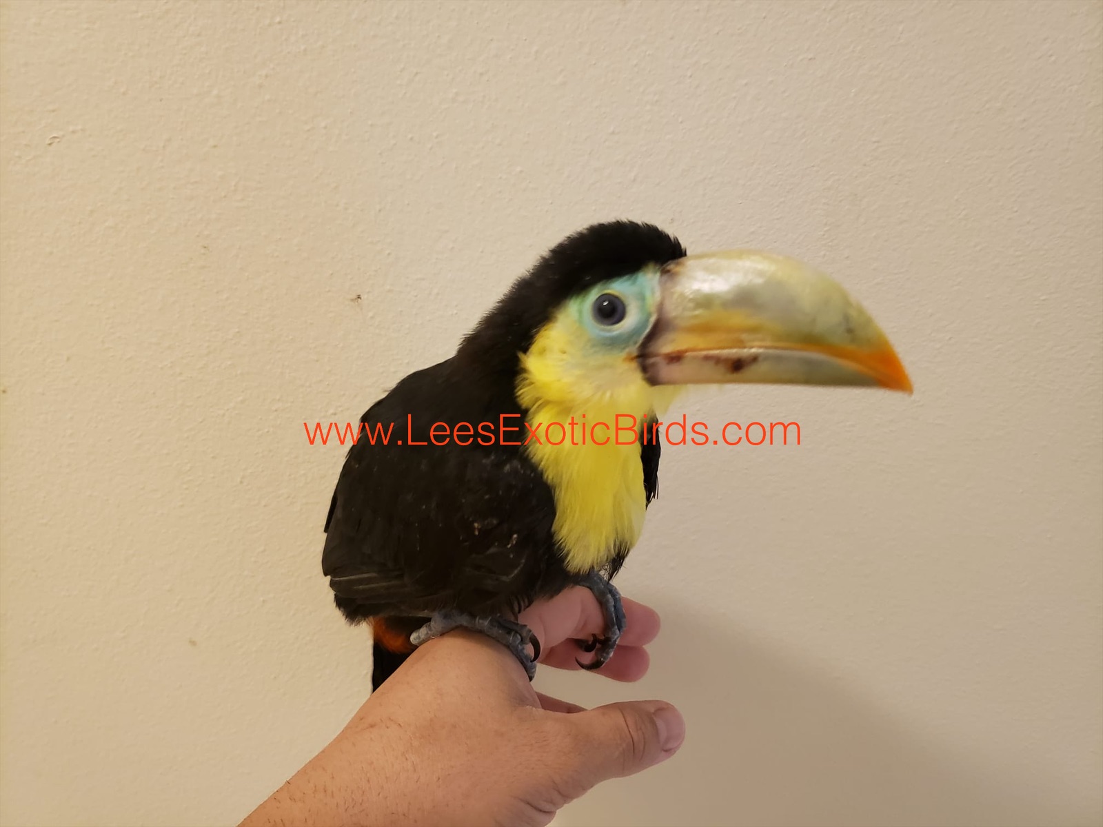 Keel Bill Toucan 11 Weeks Old Weaned Lee's Exotic Birds