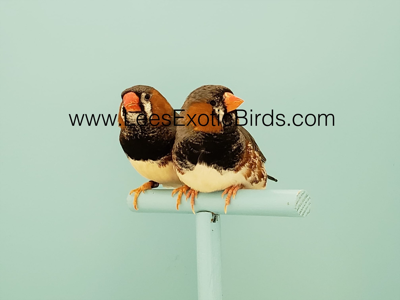 Zebra Finch English Black Breast Lee's Exotic Birds