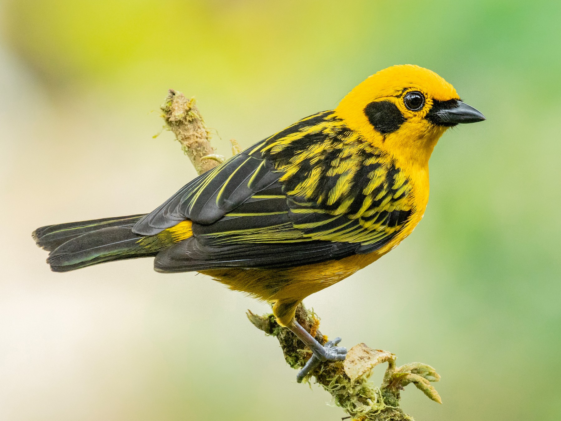 Tanager Golden Lee's Exotic Birds