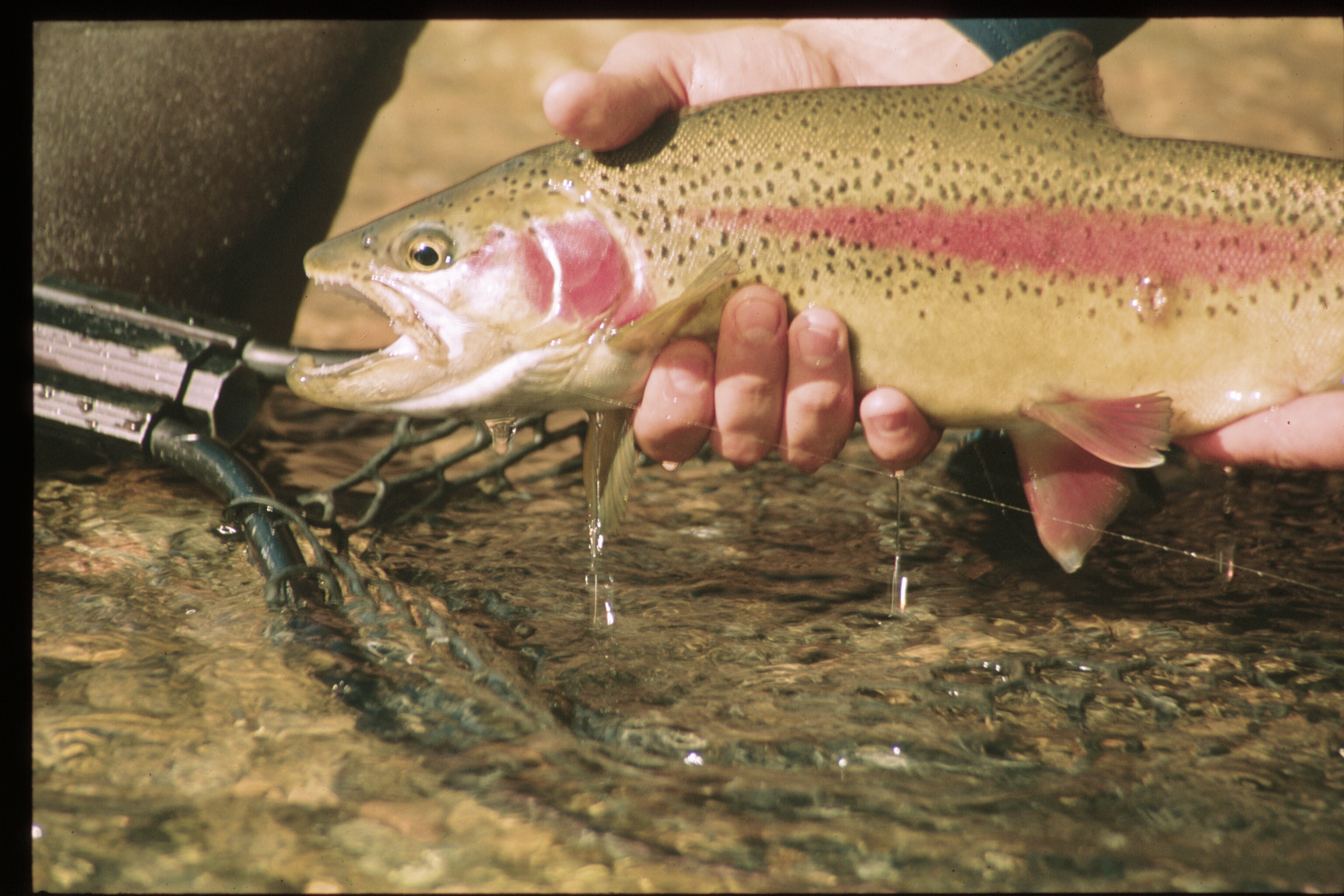 Book your trip with Lees Ferry On The Fly fishing guides, rates, polocies