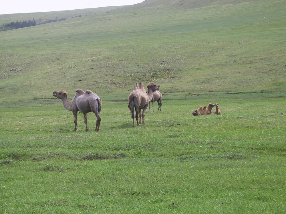 Onon River, Binder, Mongolia World Rivers Project