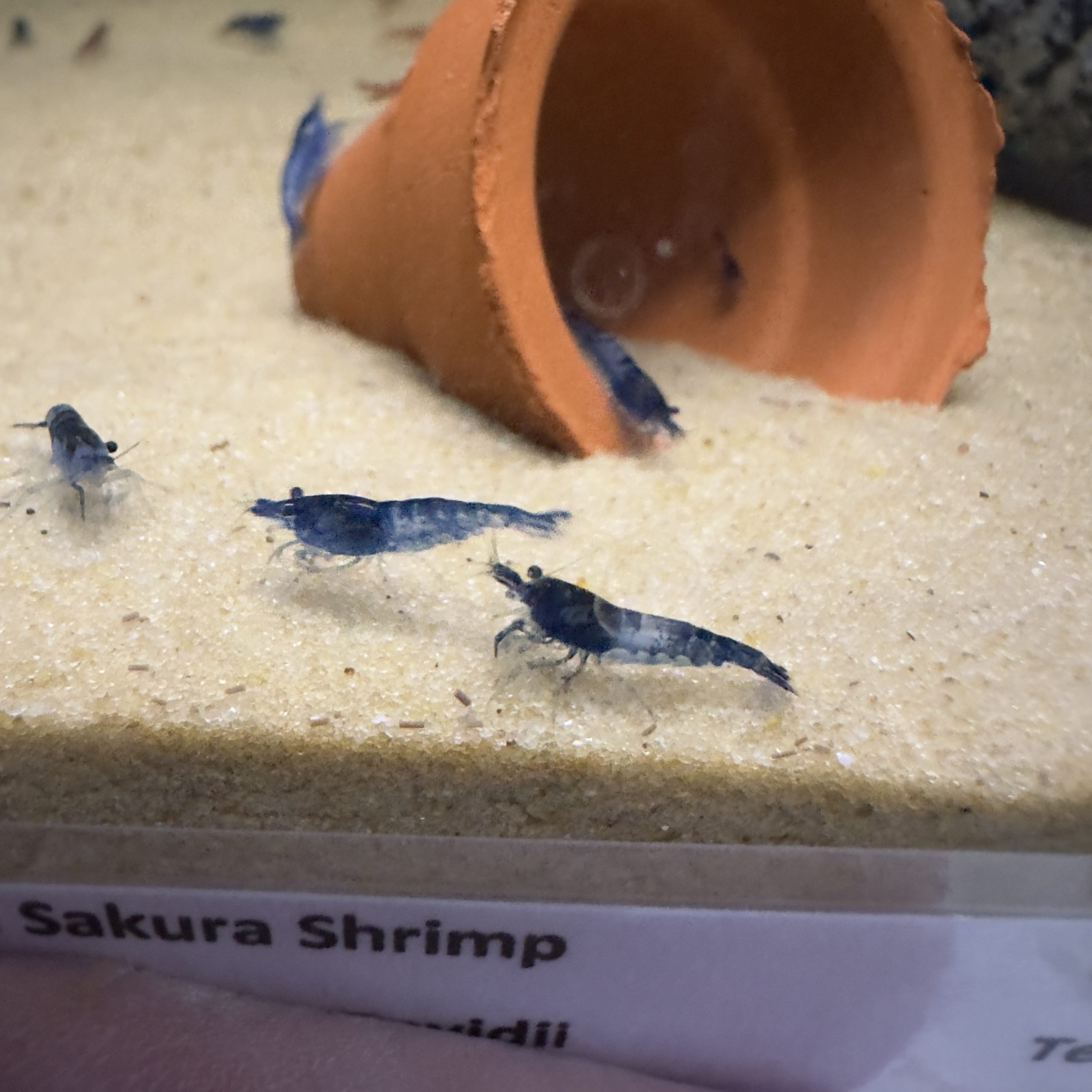 Blue Dream Shrimp Lee Valley Aquatics