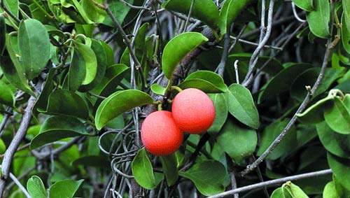 Vertus des plantes Lengha possède des propriétés