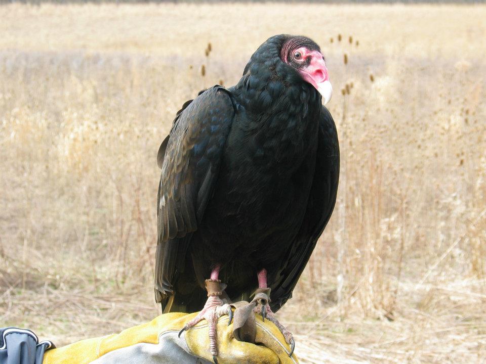 Buzzard Day, Hinckley OH, March 15 2015 Left at the Fork
