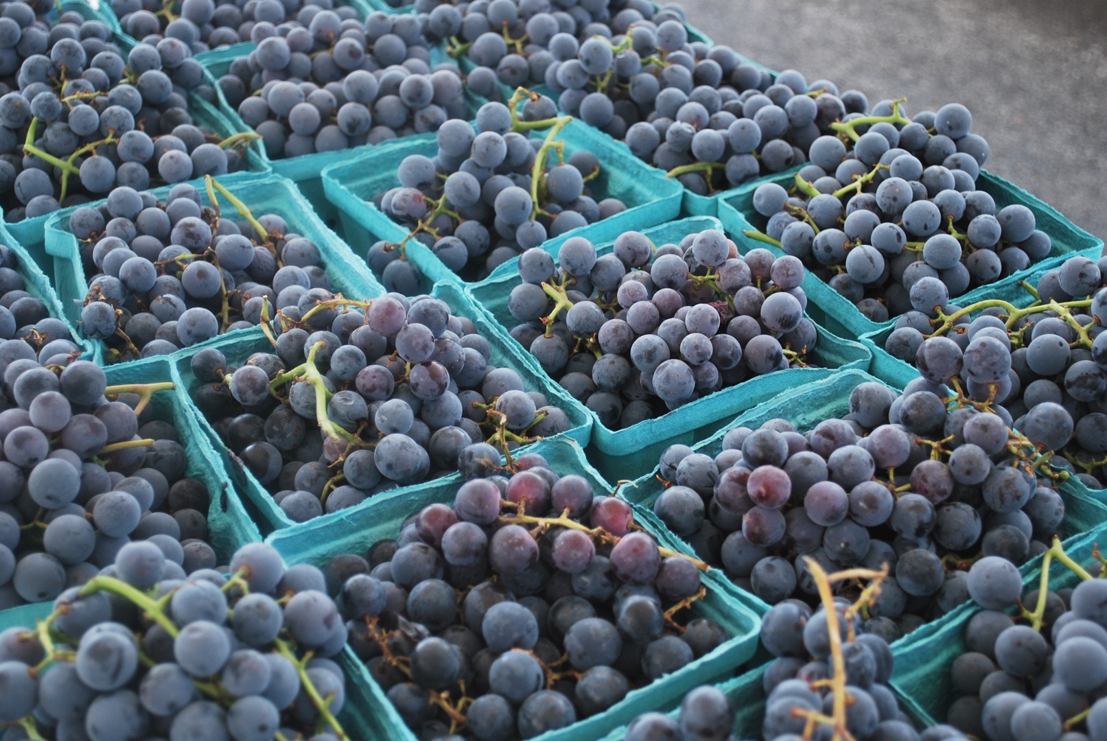 Tontitown Grape Festival, Tontitown AR, August 4th through 8th 2015 Left at the Fork