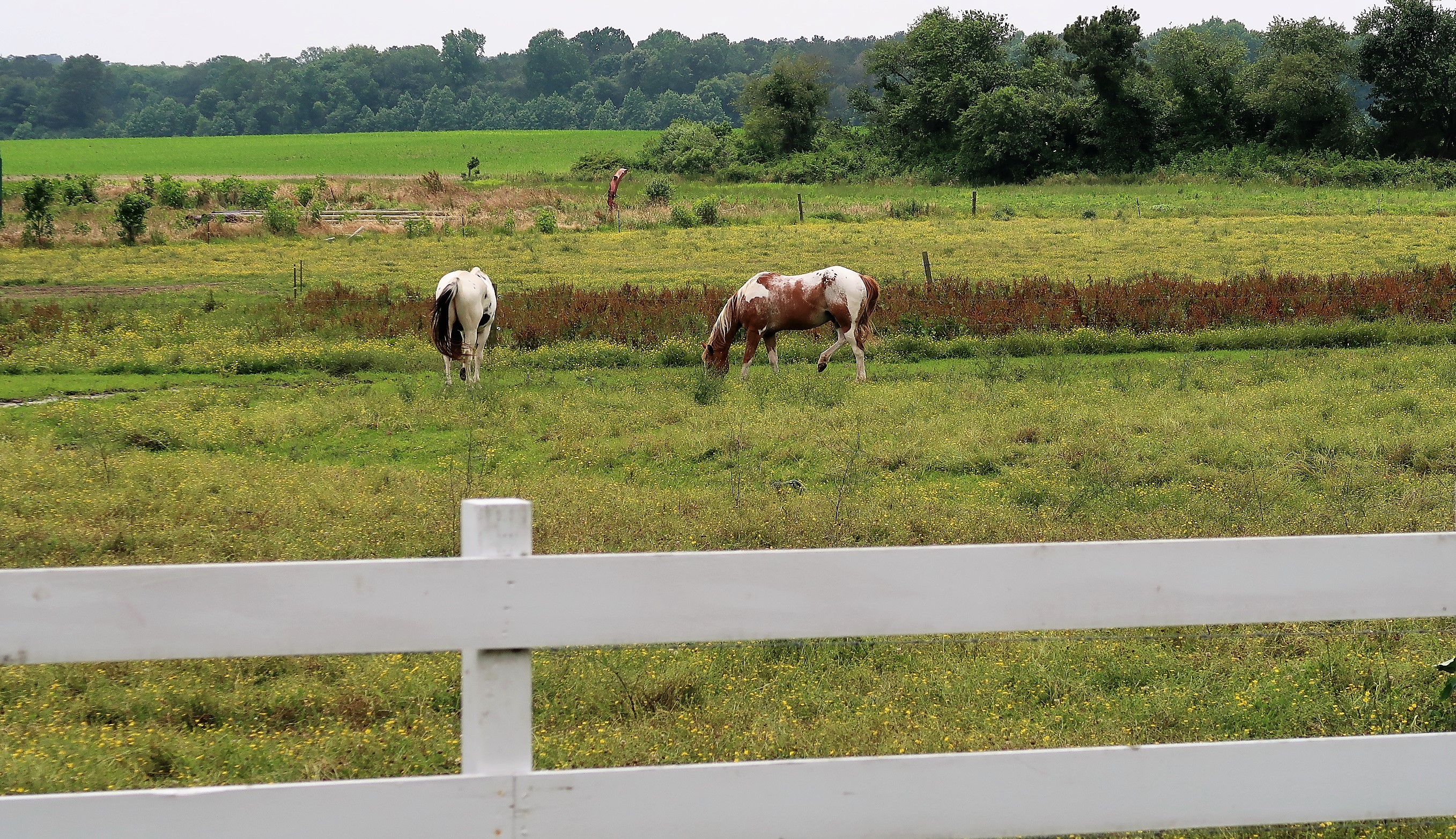 Chesapeake Bay Farms, MD Left at the Fork