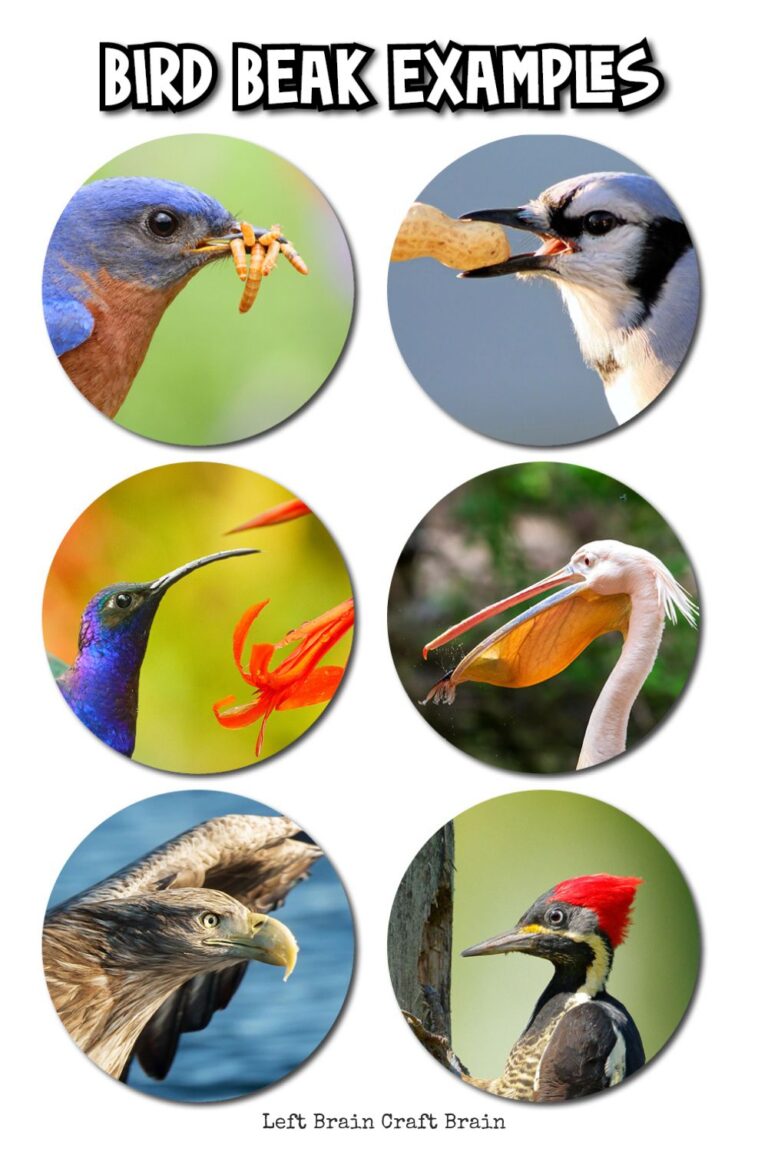 Bird Beak Tool Challenge Adaptation Experiment Left Brain Craft Brain(03)