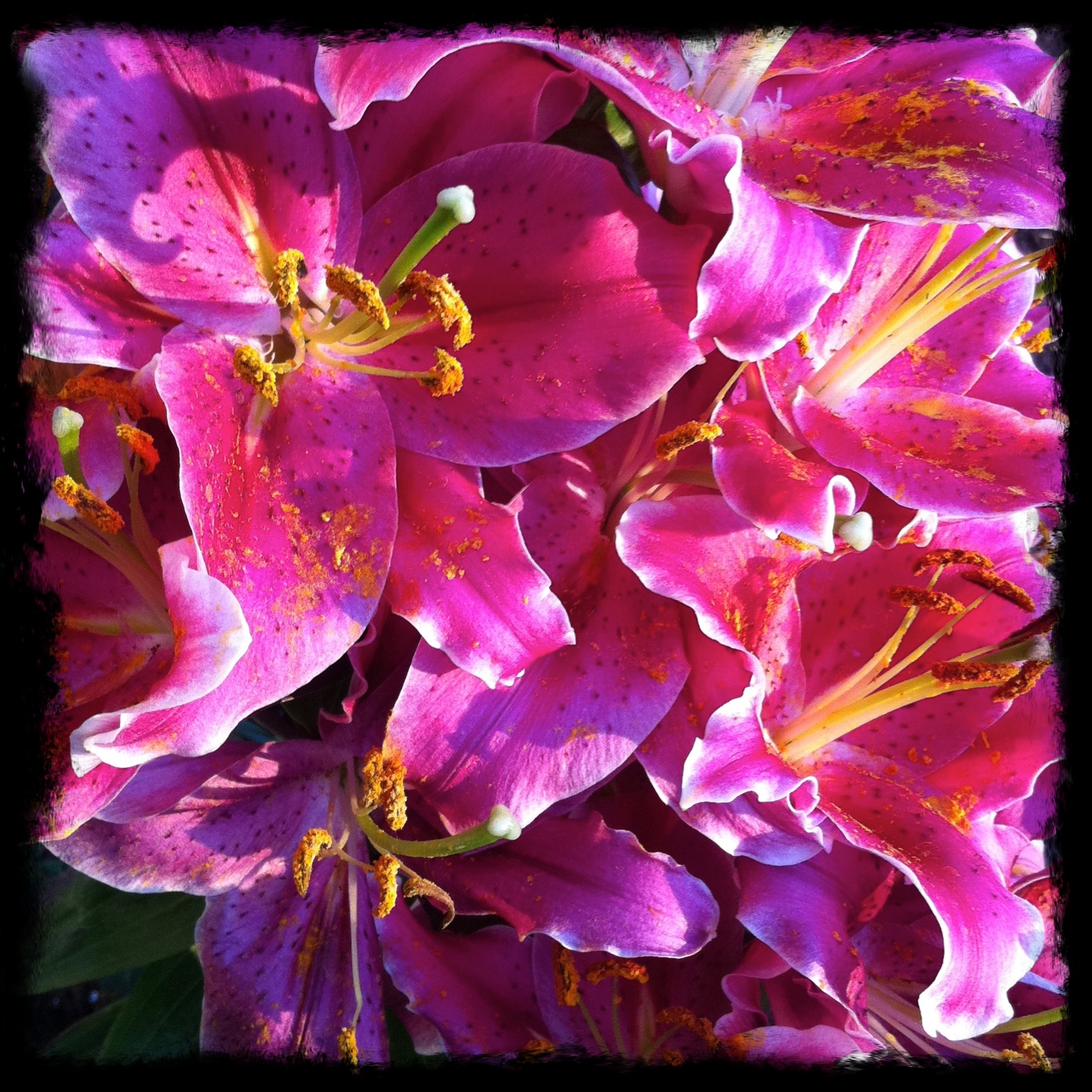 Lilies in bloom at 8154 leftCoast Reflections