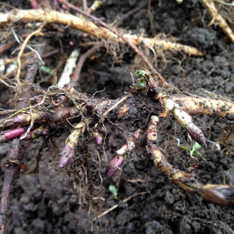 Hops Rhizomes Sales Left Fields Farm