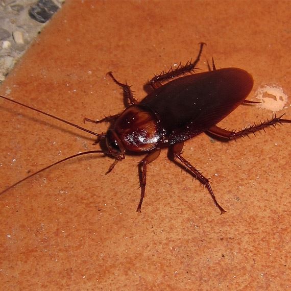 Cockroach Pest Control & Extermination Services in Ogden, UT