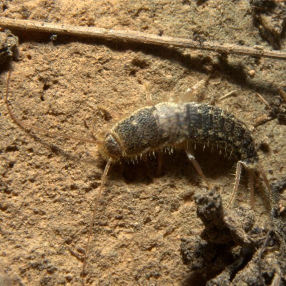 Silverfish Pest Control & Extermination Utah Legacy Pest Control