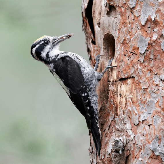 Bird Control and Extermination Utah Legacy Pest Control Utah
