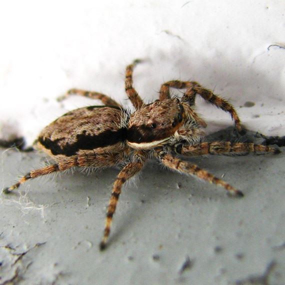 Spider Pest Control in Wyoming Spider Exterminator WY