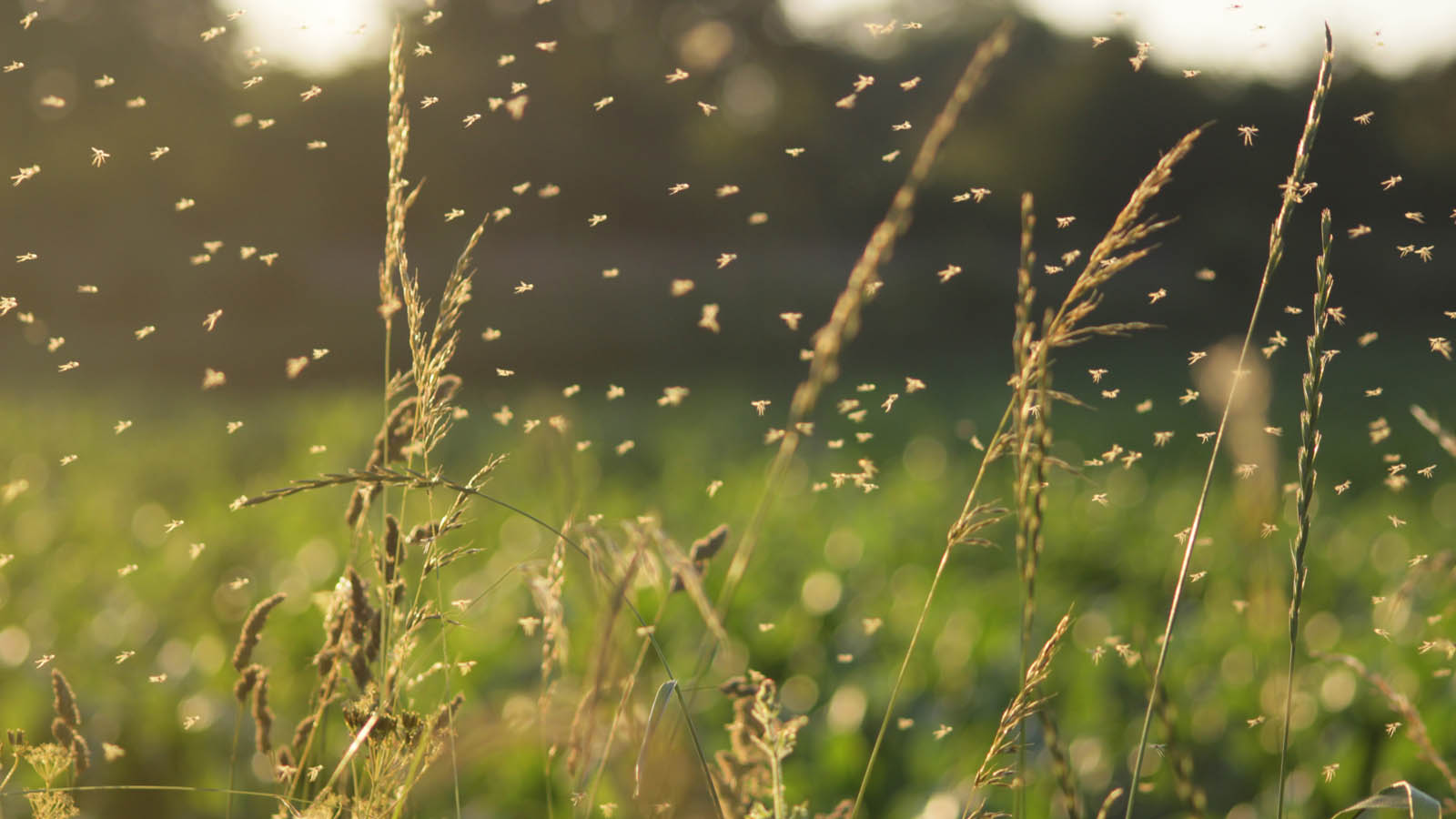 Gnats Legacy Termite & Pest Control