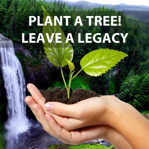 How we can change environment for the better by planting trees