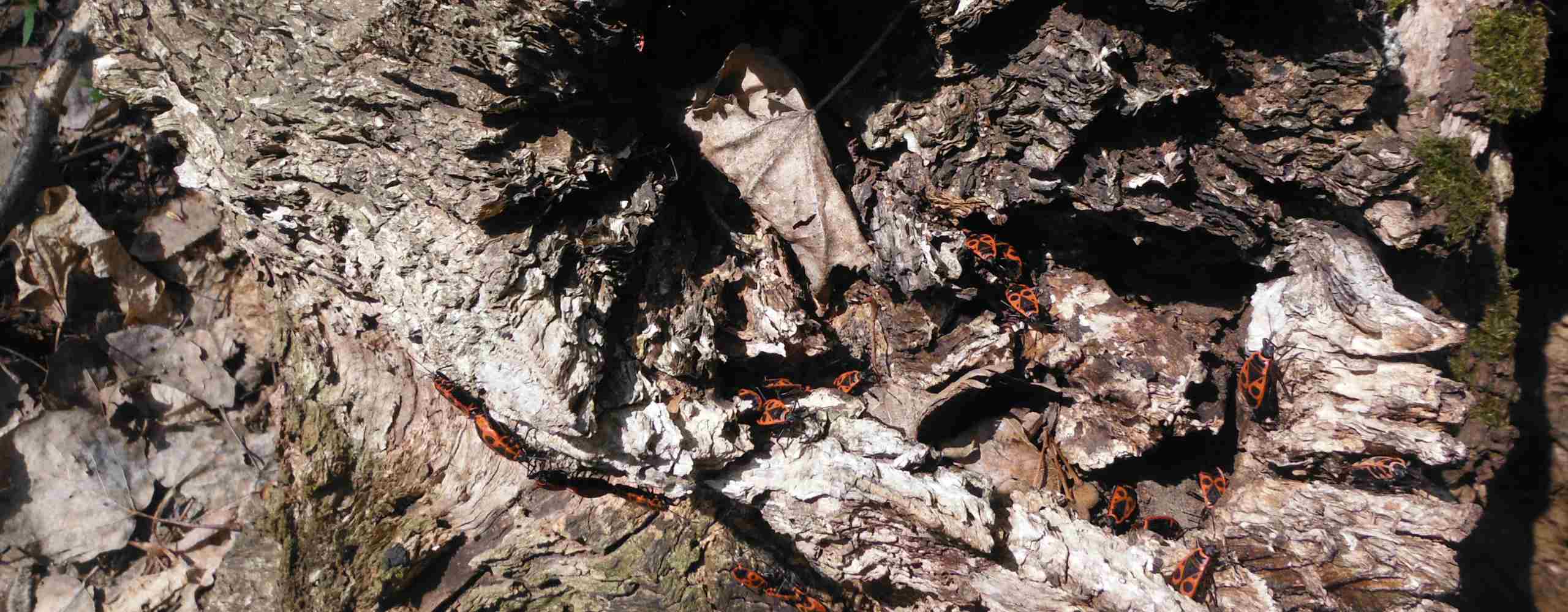 Practical Tips for Preventing Insect Infestations in Tree Stumps