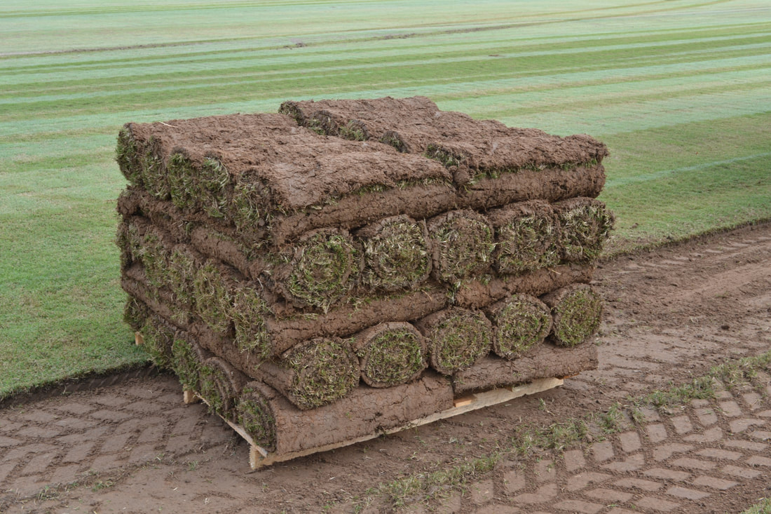 Can You Lay Dormant Sod? Legacy Turf Farms