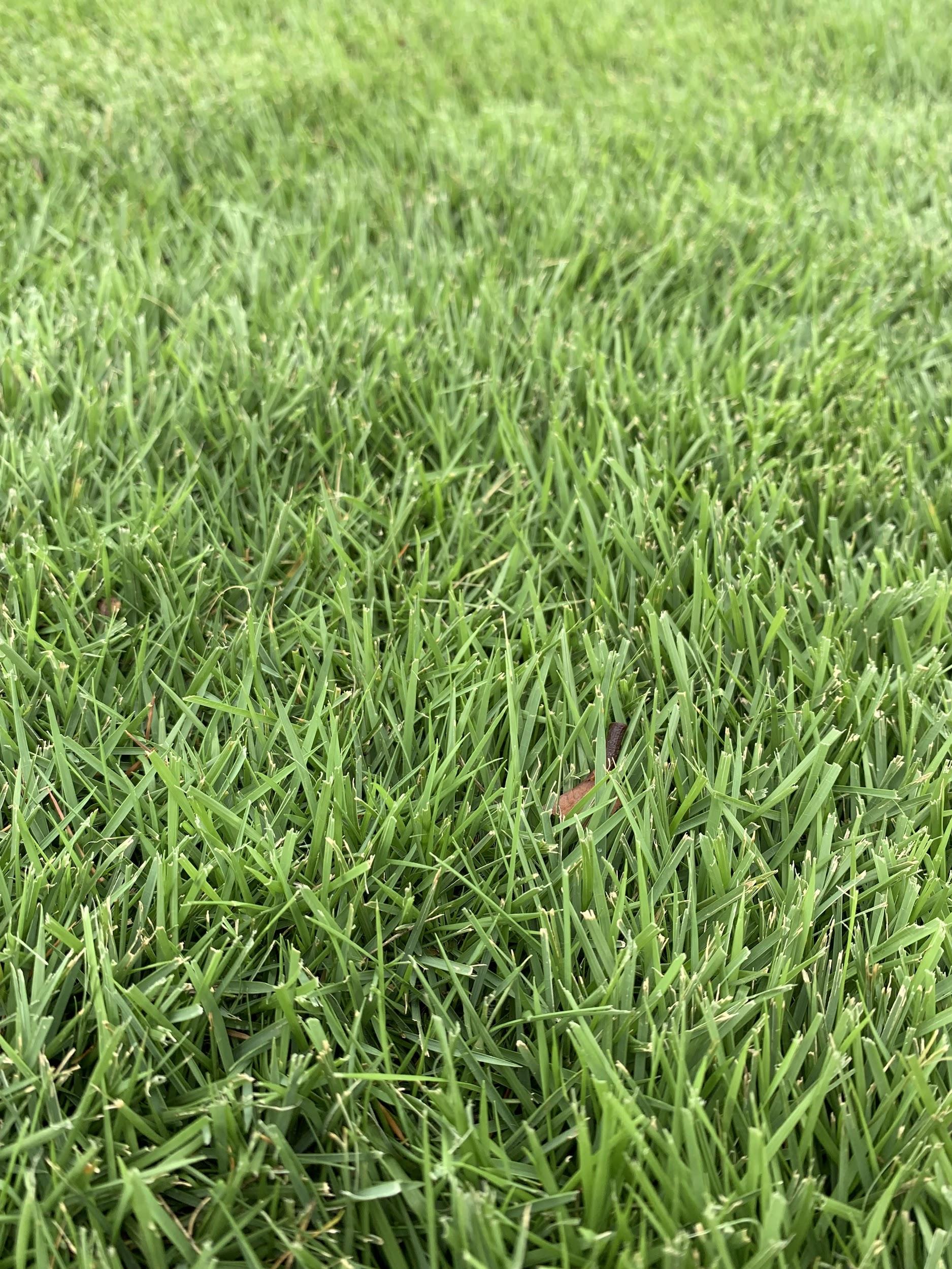 Geo Zoysia vs Zeon Zoysia What's the Difference? Legacy Turf Farms