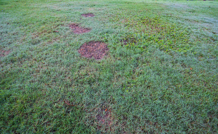 Identifying and Treating Lawn Fungus Legacy Turf Farms