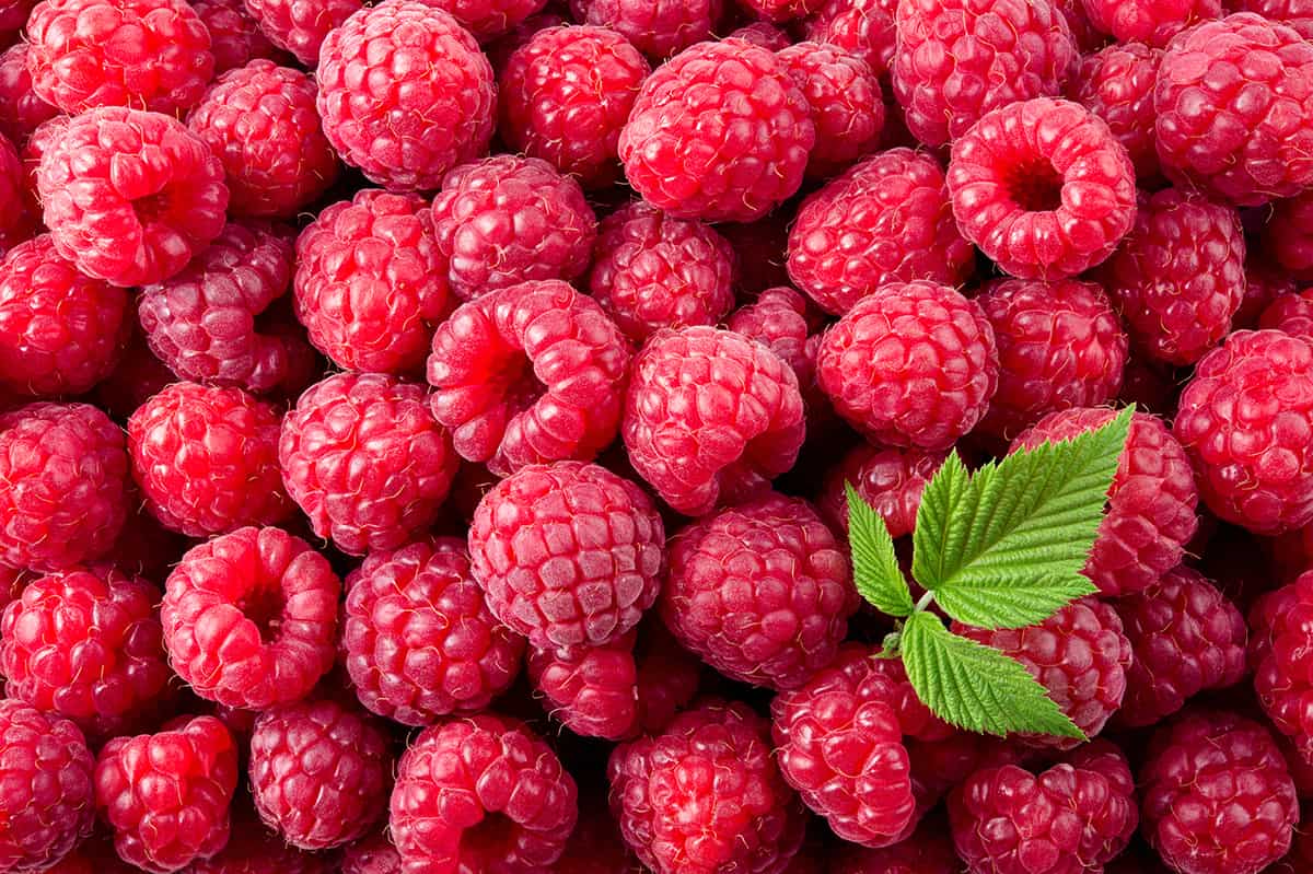Raspberries! Legal Bytes