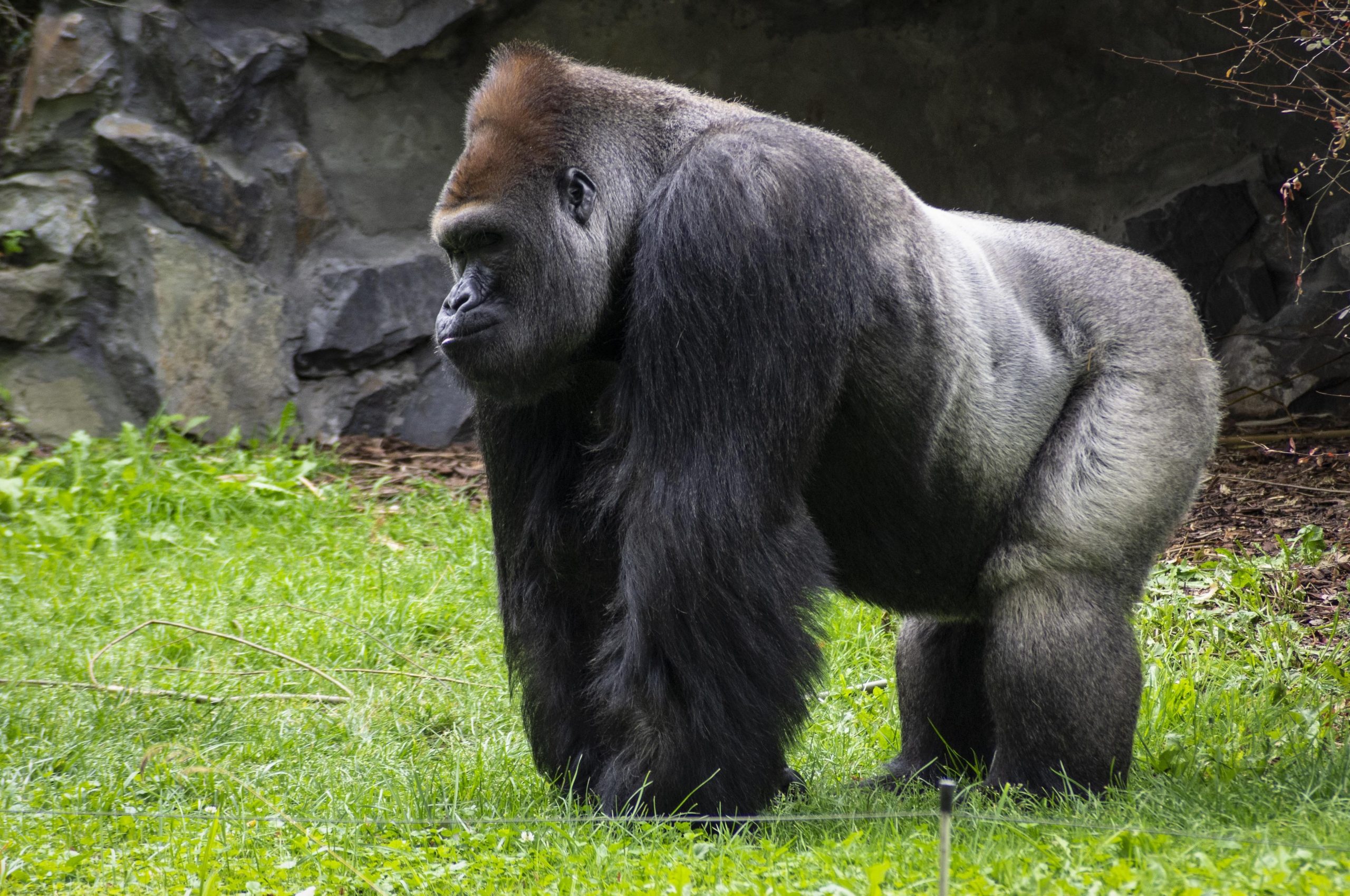 Gorilla from the Atlanta Zoo a new way to communicate with people