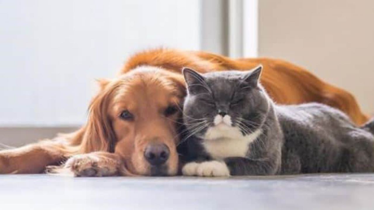 Cane e gatto più semplice convivere rispetto a soli gatti Lega Nerd