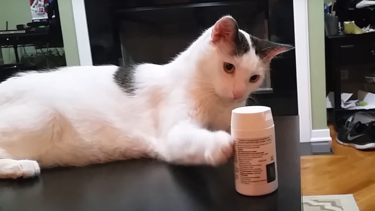 Science Explains Why Your Cat Keeps Knocking Stuff Over Nerdist