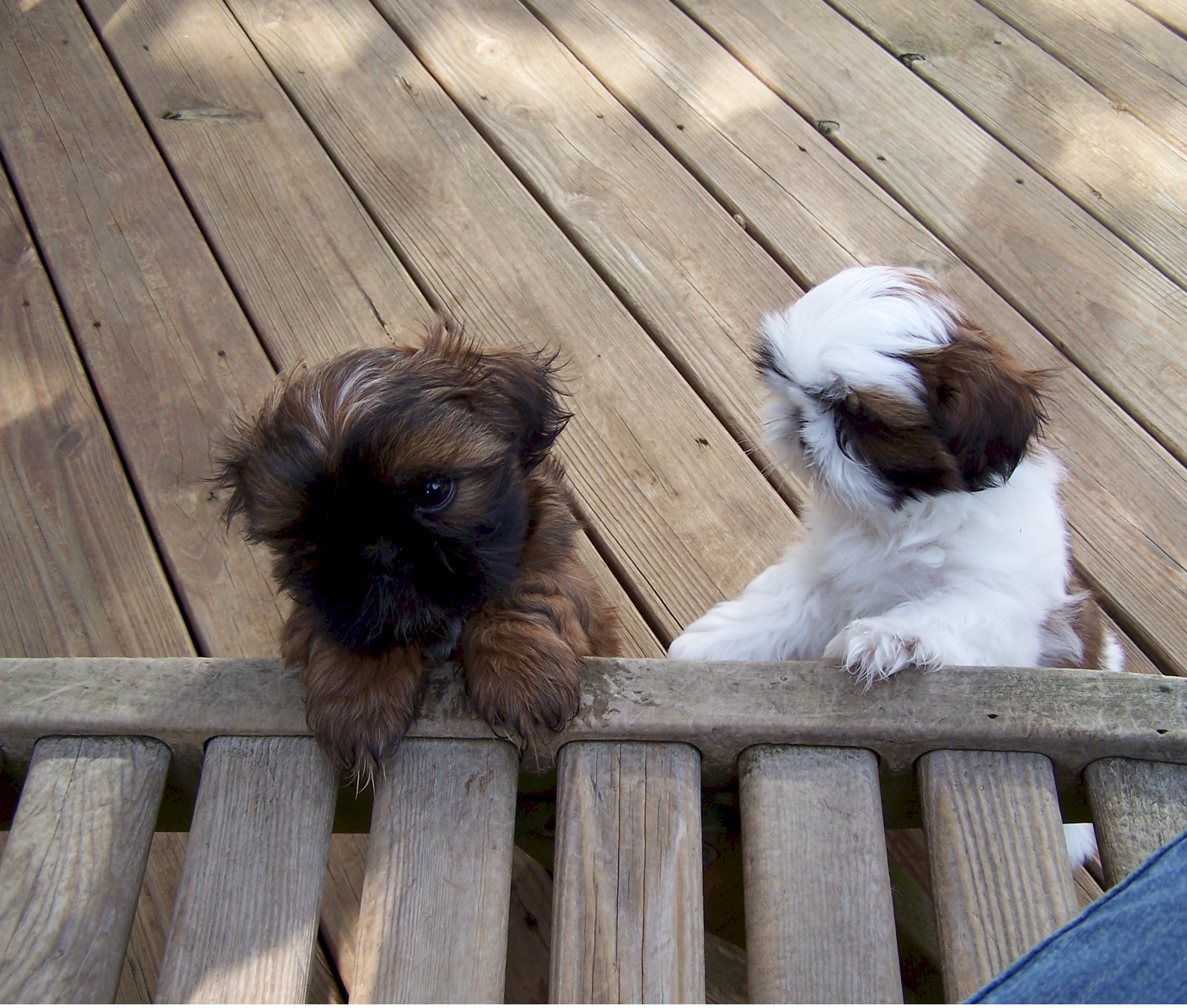 Shih Tzu Puppies in Indiana.htm