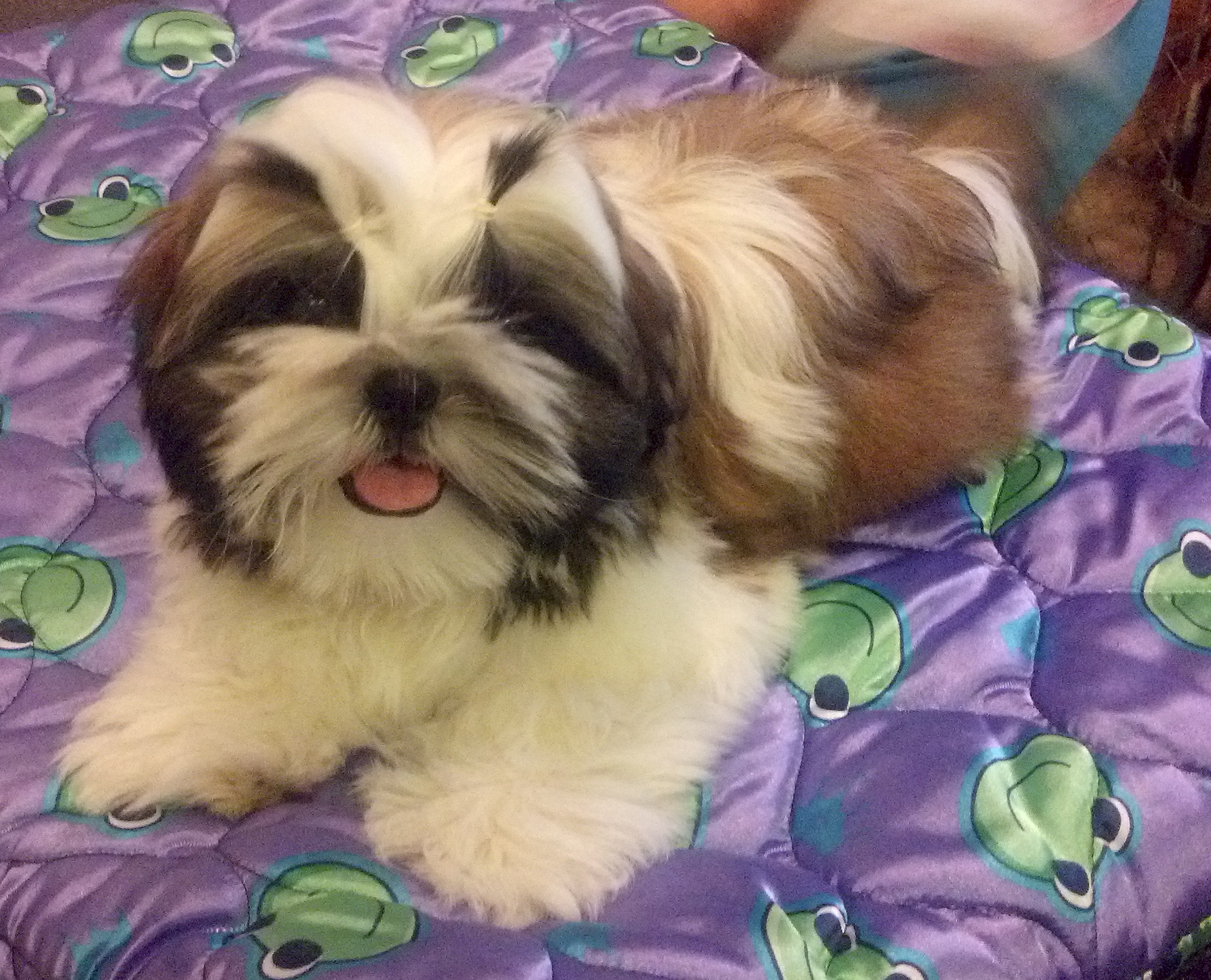Shih Tzu Breeder in Indianapolis, IN