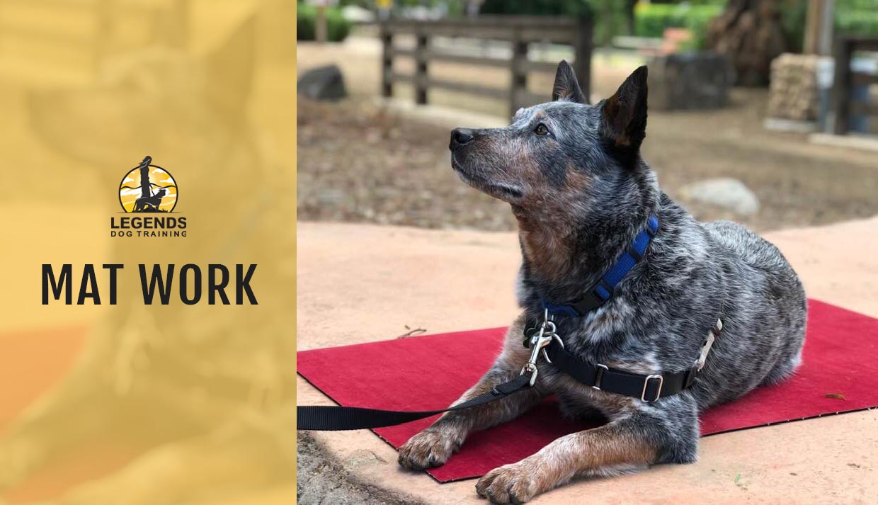 How Much Does Dog Aggression Training Cost