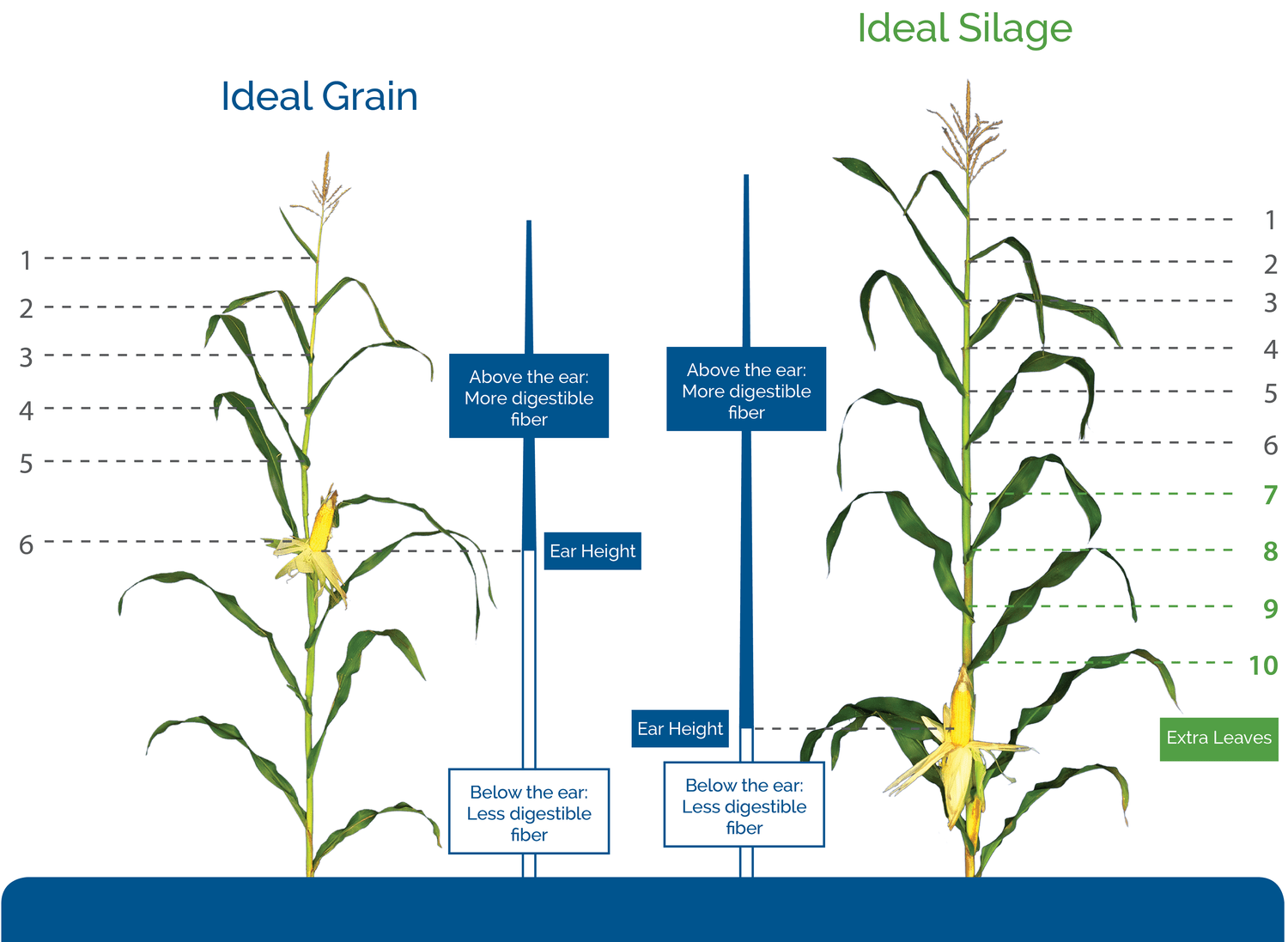 Grain vs Silage Corn Legend Seeds