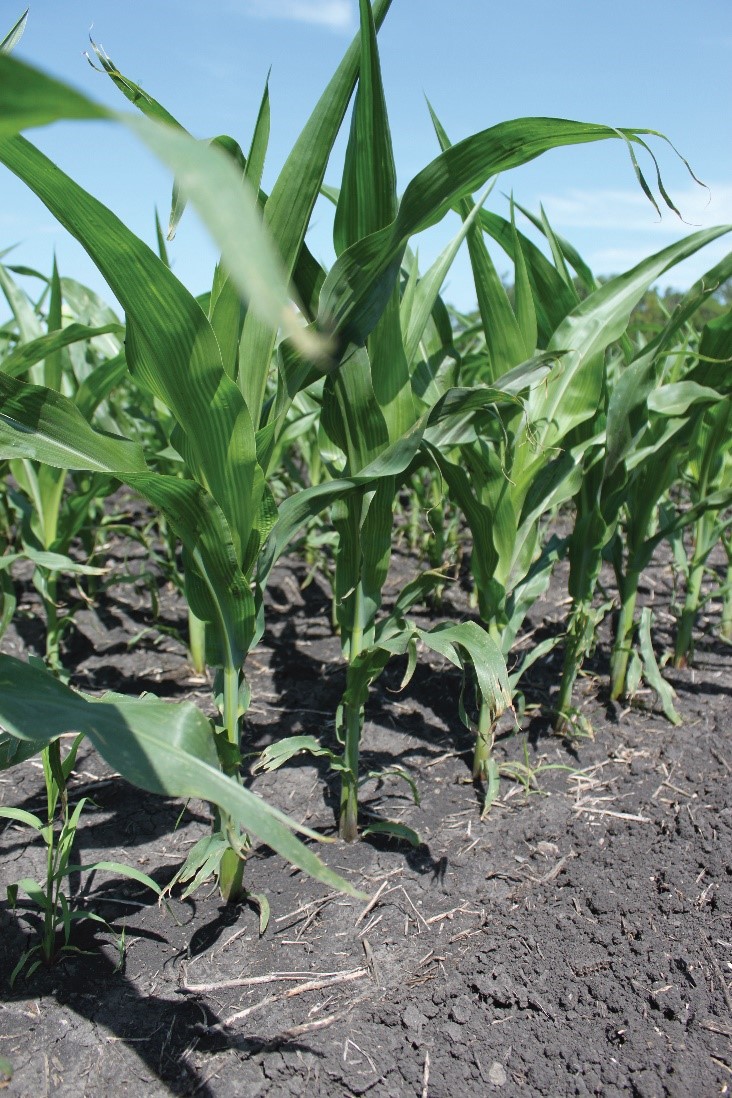 Legend Seeds Achieving Clean Corn Fields with a PreEmergence Herbicide