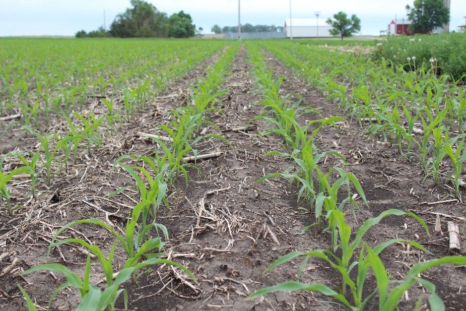 Legend Seeds Achieving Clean Corn Fields with a PreEmergence Herbicide
