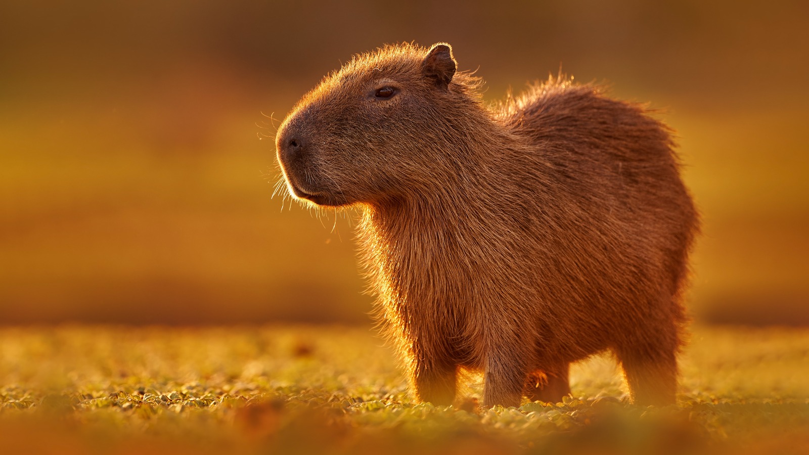 The World’s Largest Rodent The Capybara Legends of Windemere