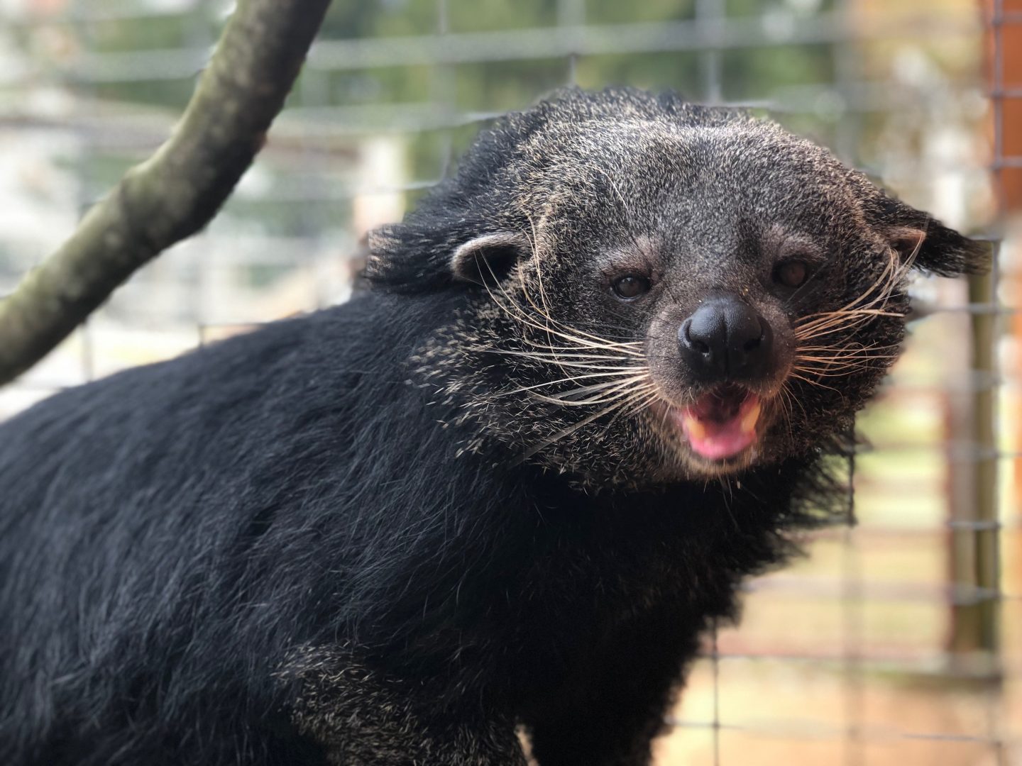 The Binturong Smells Like Buttered Popcorn Legends of Windemere