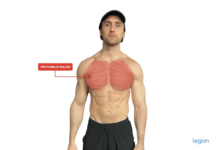 Main Muscle Groups Exercises for Each Muscle Group Legion