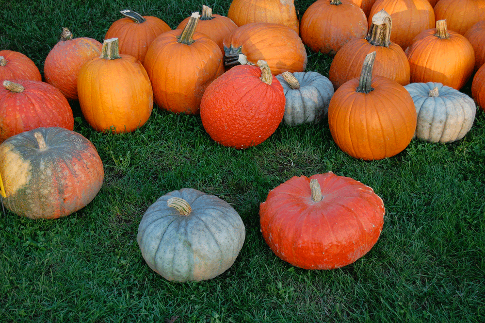 Pumpkin Patch in Radnor, Ohio Retail and Wholesale Pricing Available!
