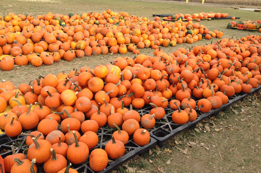 Pumpkin Patch in Radnor, Ohio Retail and Wholesale Pricing Available!