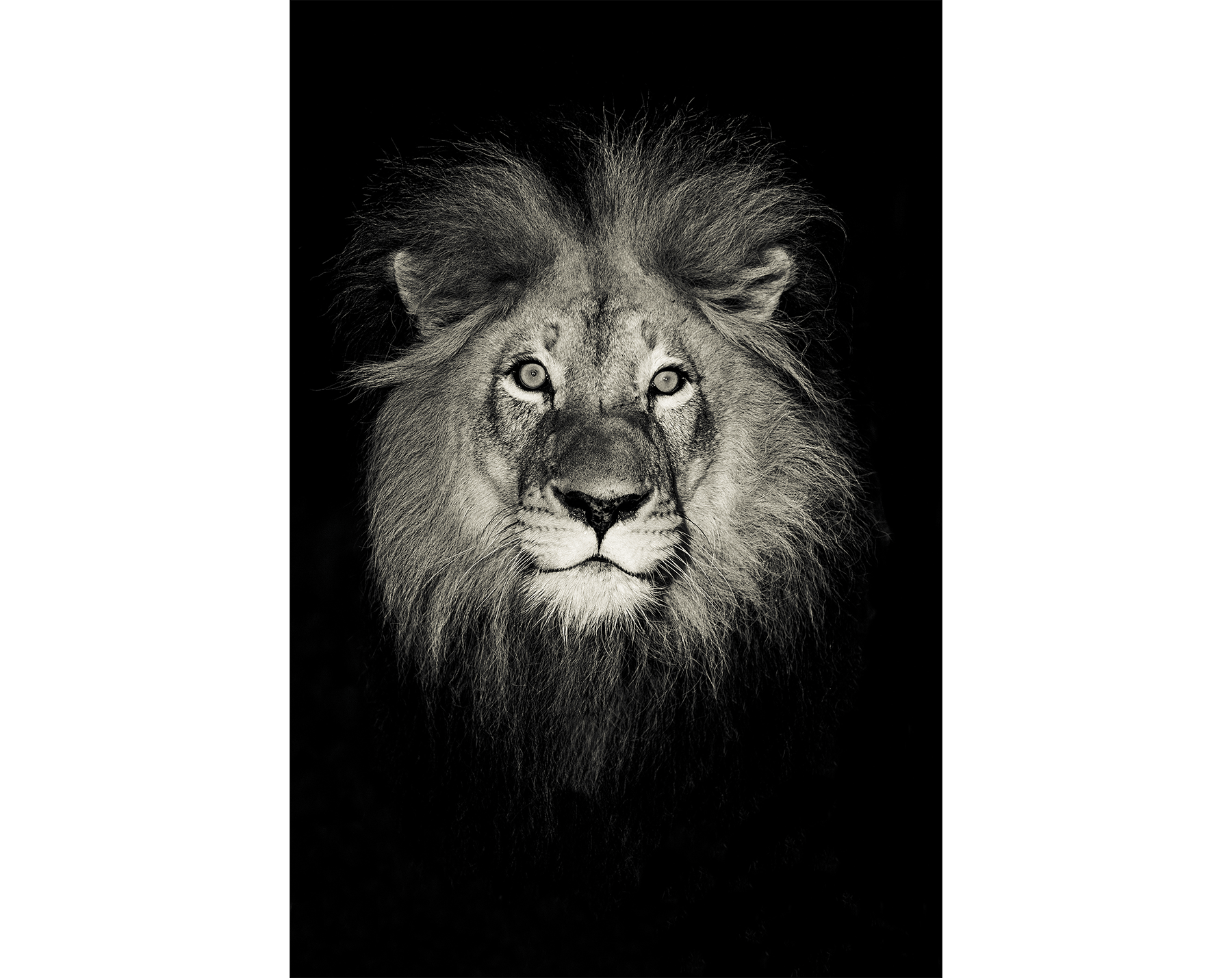 Michael Muller “An Odyssey” Leica Gallery LA